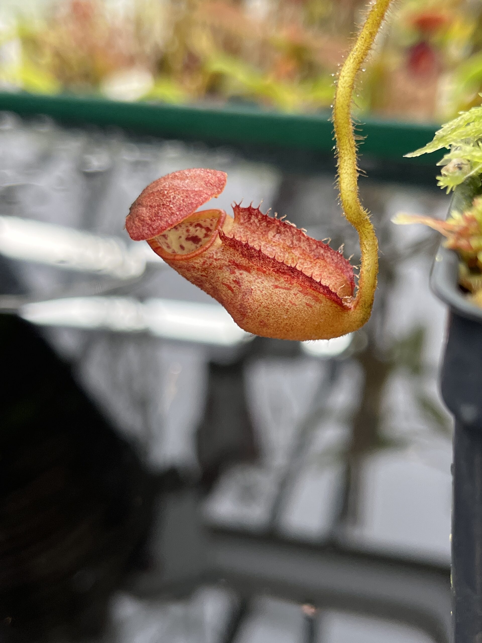 Close Up of Nepenthes erucoides (Dinagat Philippines) | Andreas Wistuba | AW-RSC | H26378