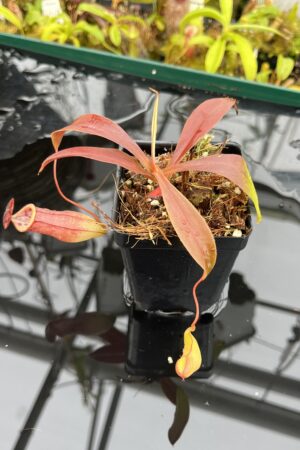 Close Up of Nepenthes eustachya x tenuis | Borneo Exotics | BE-3971 | IN26151