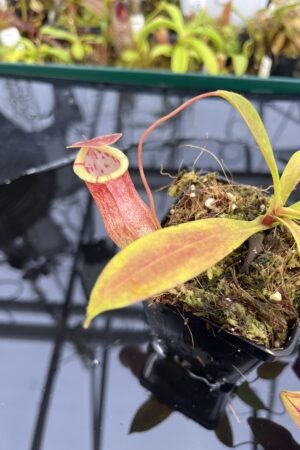 Close Up of Nepenthes eustachya x tenuis | Borneo Exotics | BE-3971 | IN26491