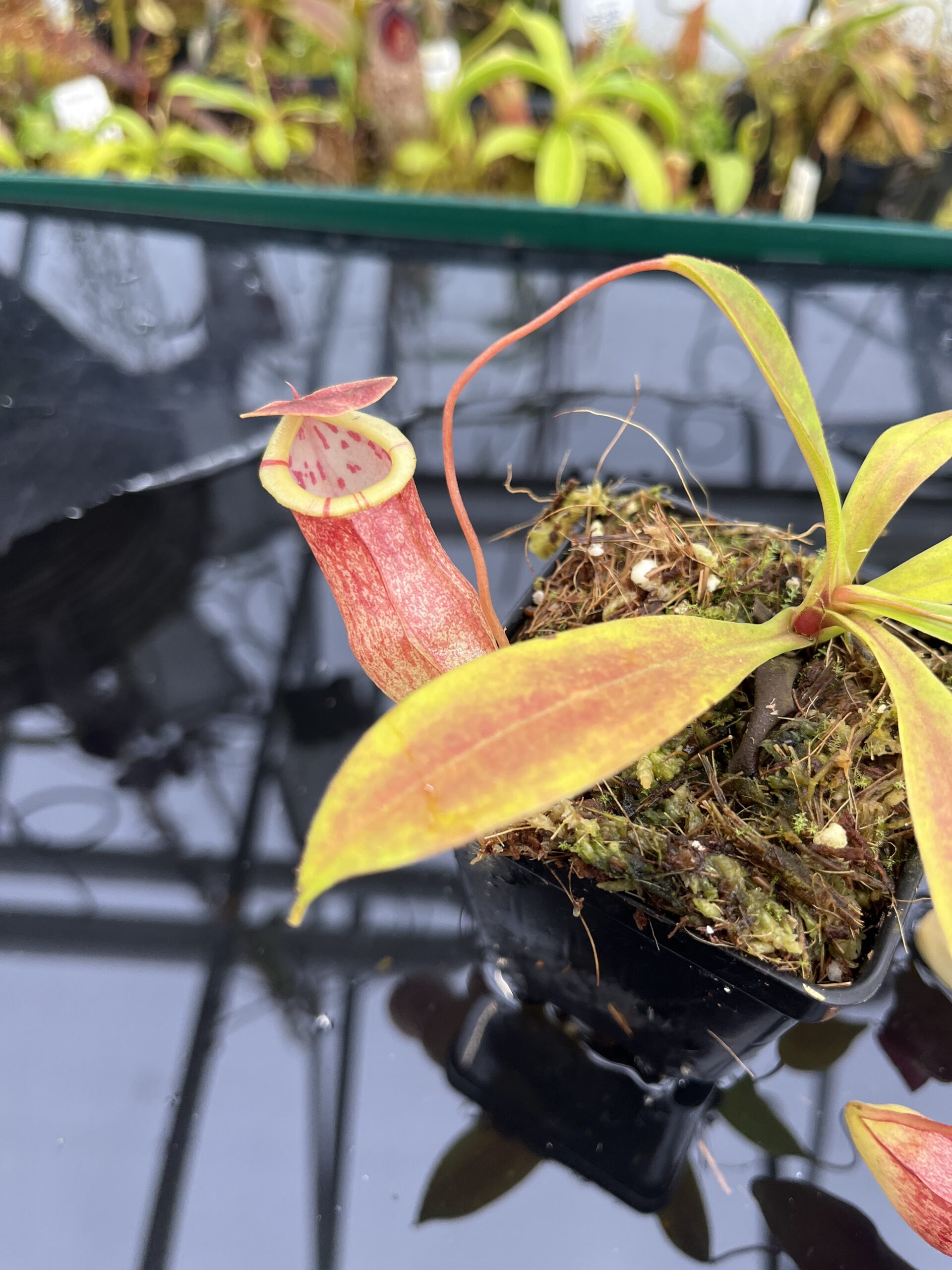 Close Up of Nepenthes eustachya x tenuis | Borneo Exotics | BE-3971 | IN26491