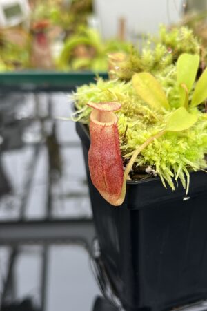 Close Up of Nepenthes flava x villosa | Andreas Wistuba | AW-(ISC) | H26683