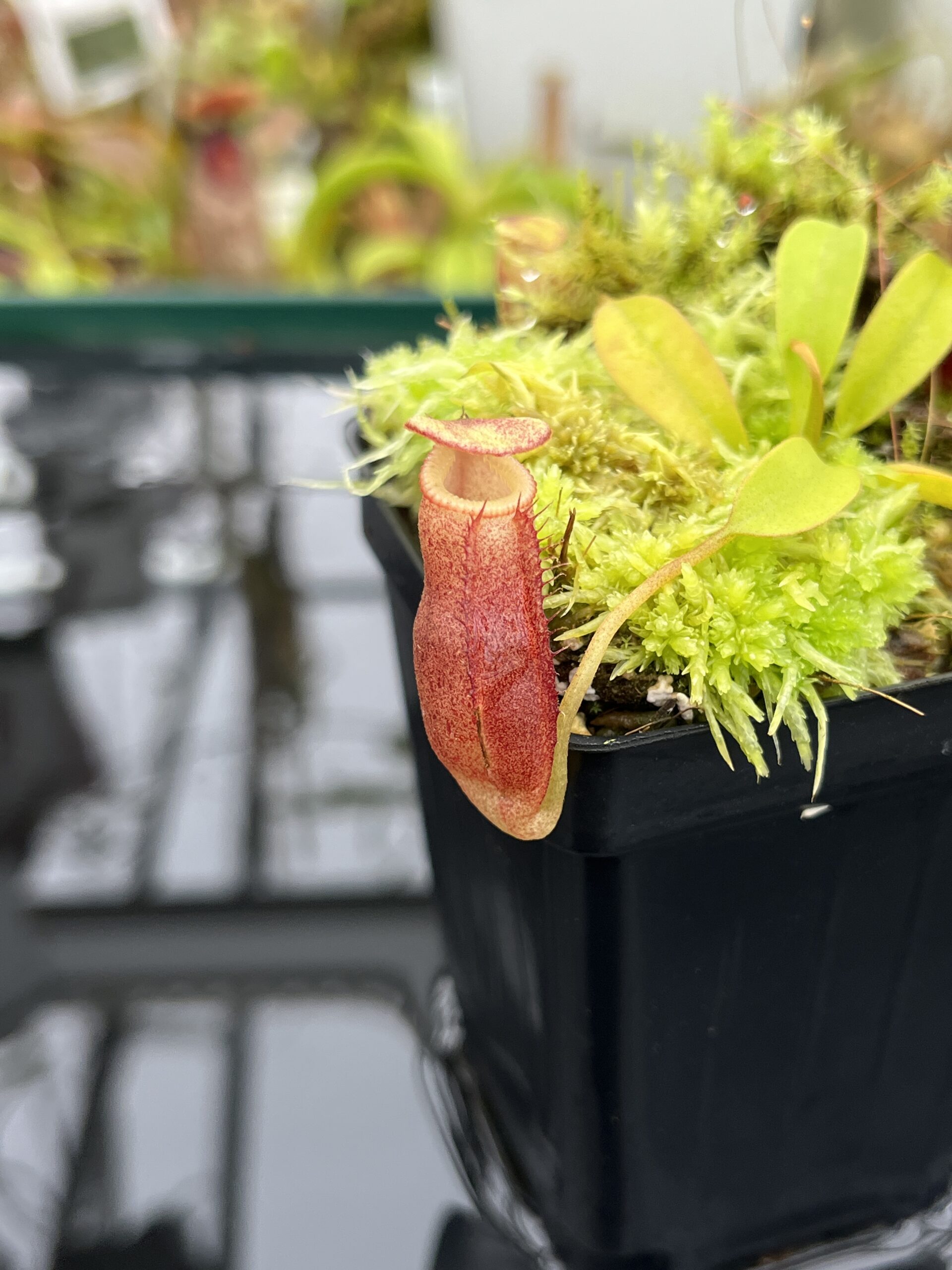 Close Up of Nepenthes flava x villosa | Andreas Wistuba | AW-(ISC) | H26683