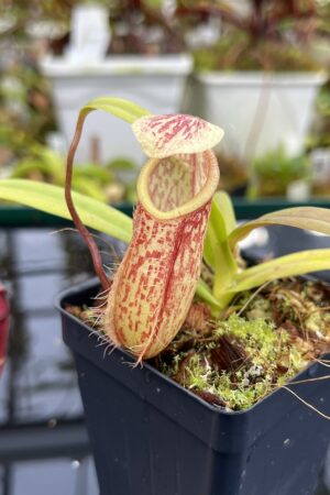 Close Up of Nepenthes glabrata x hamata | Borneo Exotics | BE-3912 | H26753