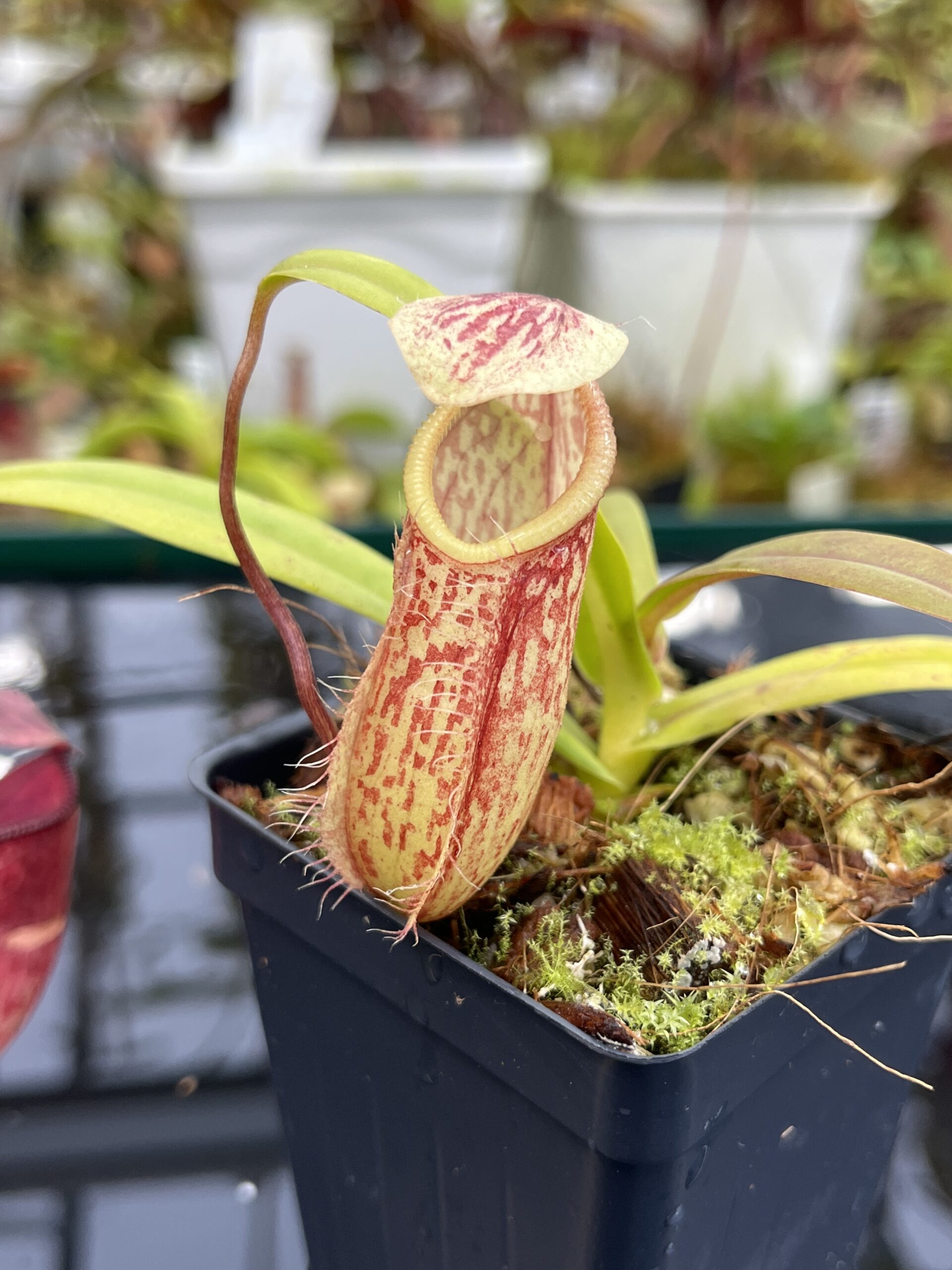 Close Up of Nepenthes glabrata x hamata | Borneo Exotics | BE-3912 | H26753
