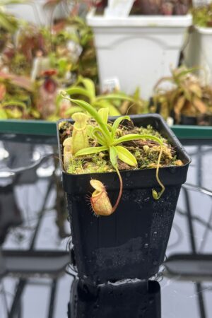 Close Up of Nepenthes glabrata x undulatifolia | Andreas Wistuba | AW-ISC | H26209