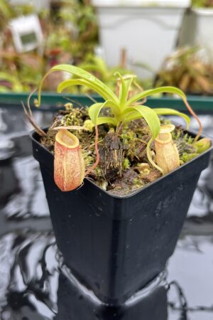 Close Up of Nepenthes glabrata x undulatifolia | Andreas Wistuba | AW-ISC | H26696