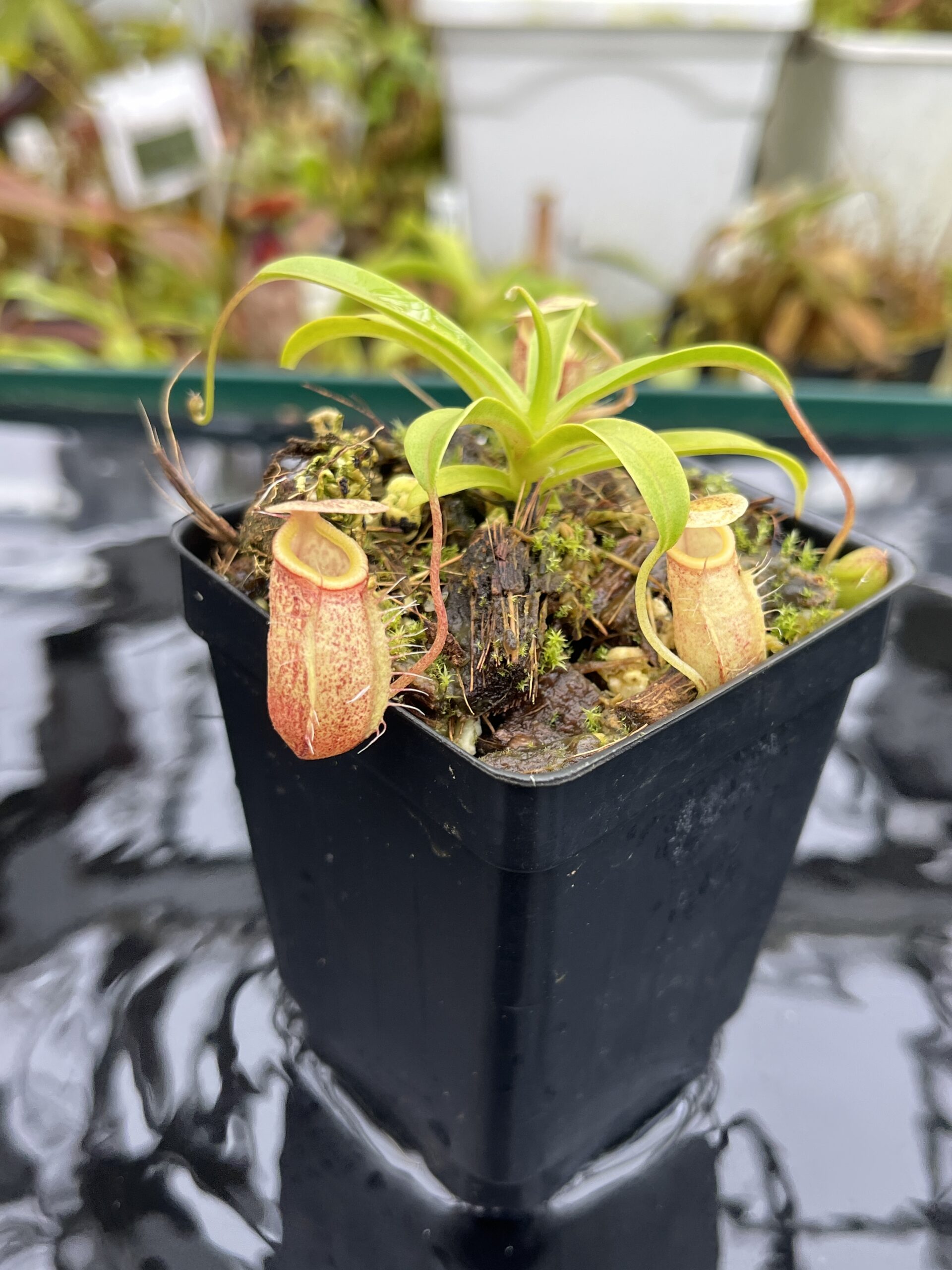 Close Up of Nepenthes glabrata x undulatifolia | Andreas Wistuba | AW-ISC | H26696