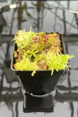 Close Up of Nepenthes glandulifera x villosa | Jeremiah Harris | JH-498.02 | H26296
