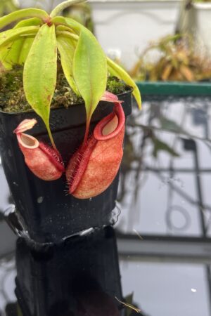Close Up of Nepenthes (globosa x xKuchingensis) x open pollinated | Manny Herrera | | L26376