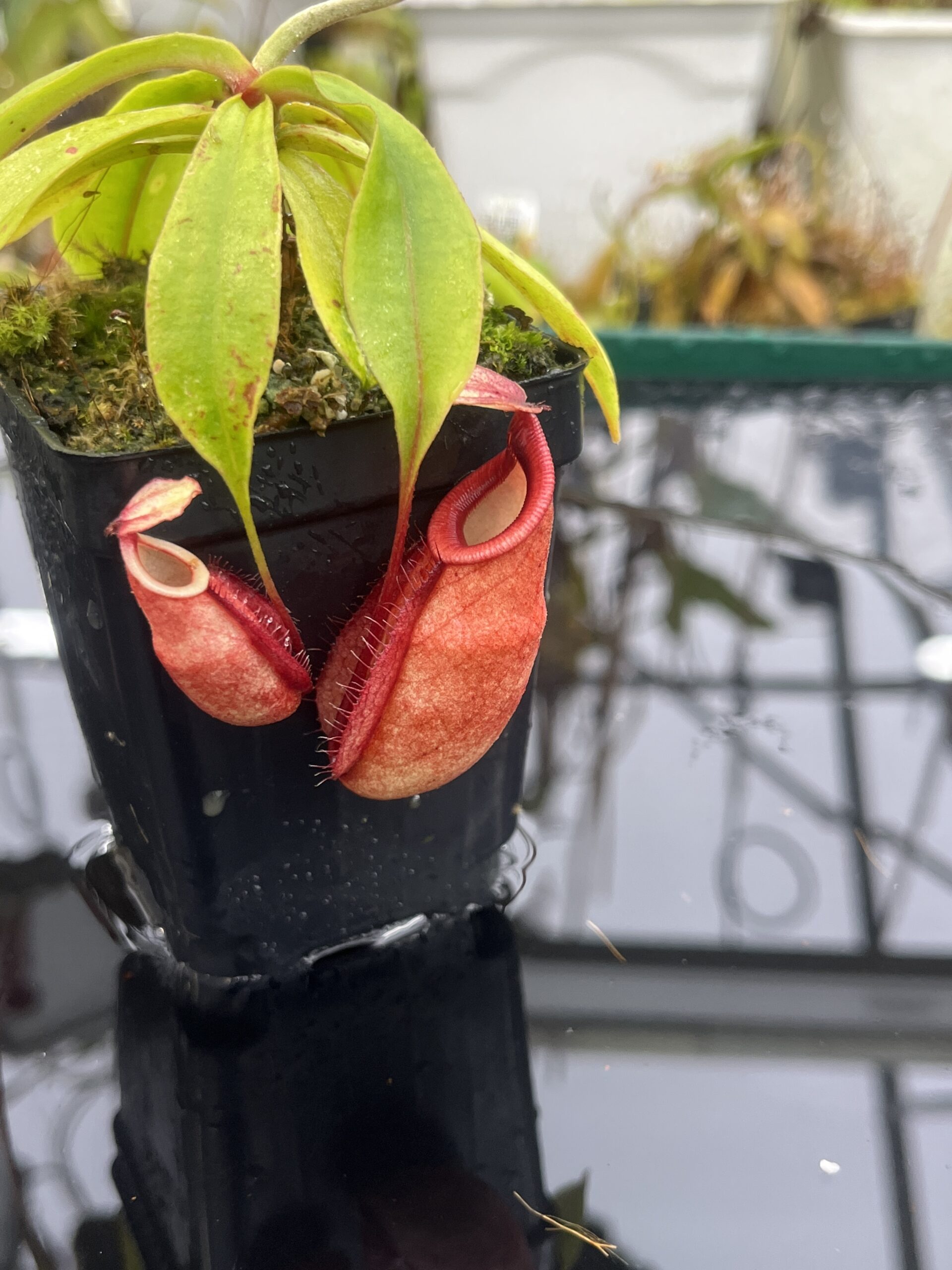 Close Up of Nepenthes (globosa x xKuchingensis) x open pollinated | Manny Herrera | | L26376