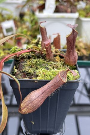 Close Up of Nepenthes gracilis | Borneo Exotics | BE-4060 | L26712
