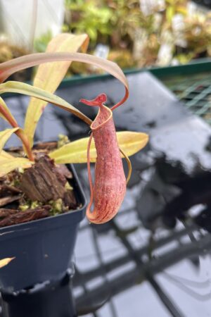 Close Up of Nepenthes gracilis | Borneo Exotics | BE-4611 | L26717