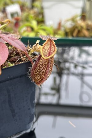 Close Up of Nepenthes hamata | Borneo Exotics | BE-3975 | H26510