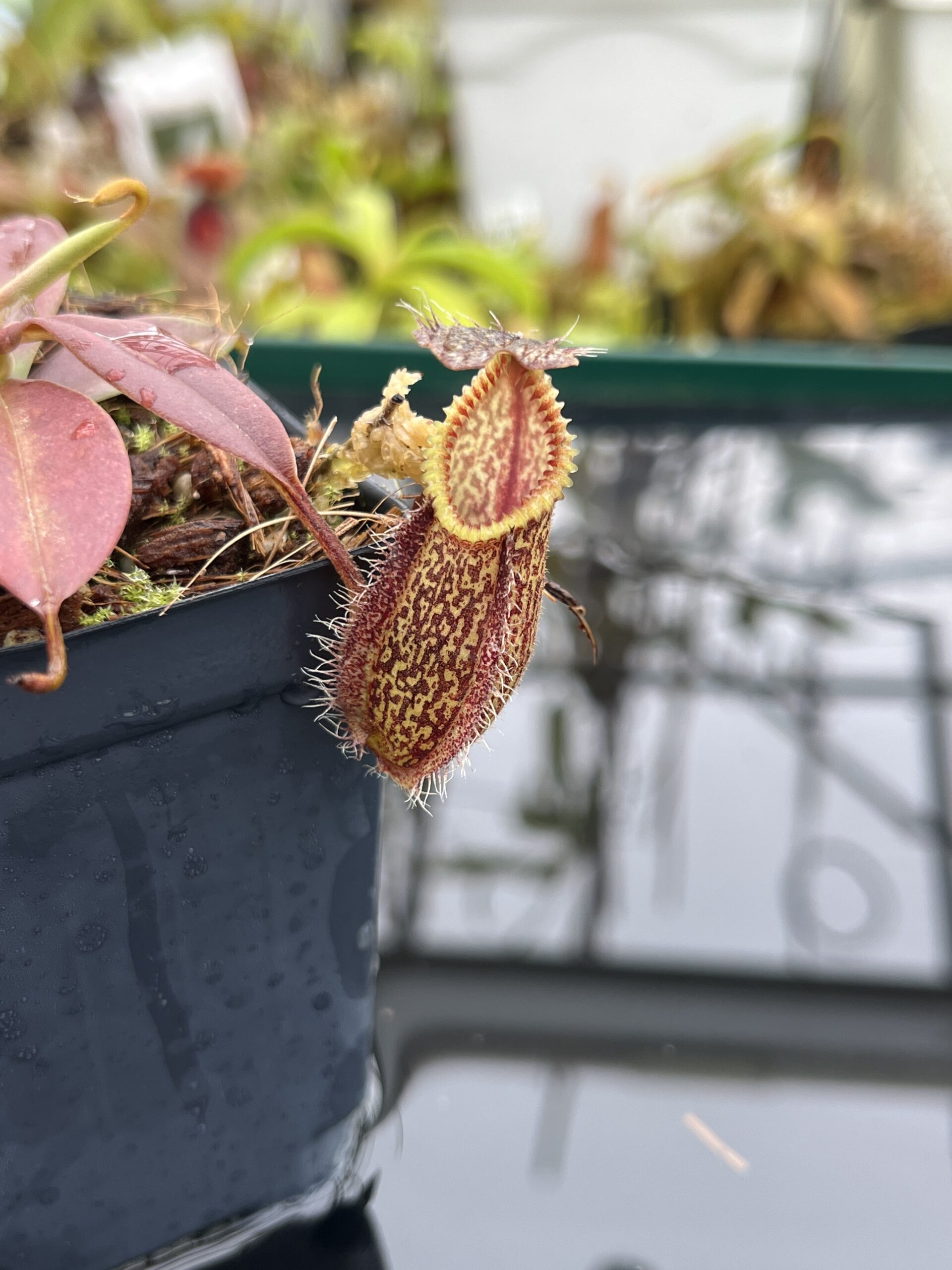 Close Up of Nepenthes hamata | Borneo Exotics | BE-3975 | H26510