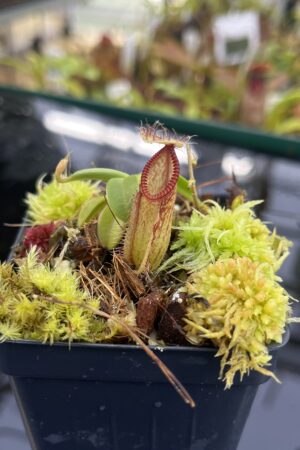 Close Up of Nepenthes hamata (Gunung Lumut, Sulawesi) | Andreas Wistuba | AW-02 | H26756