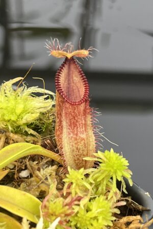 Close Up of Nepenthes hamata (Gunung Lumut, Sulawesi) | Andreas Wistuba | AW-04 | H26758