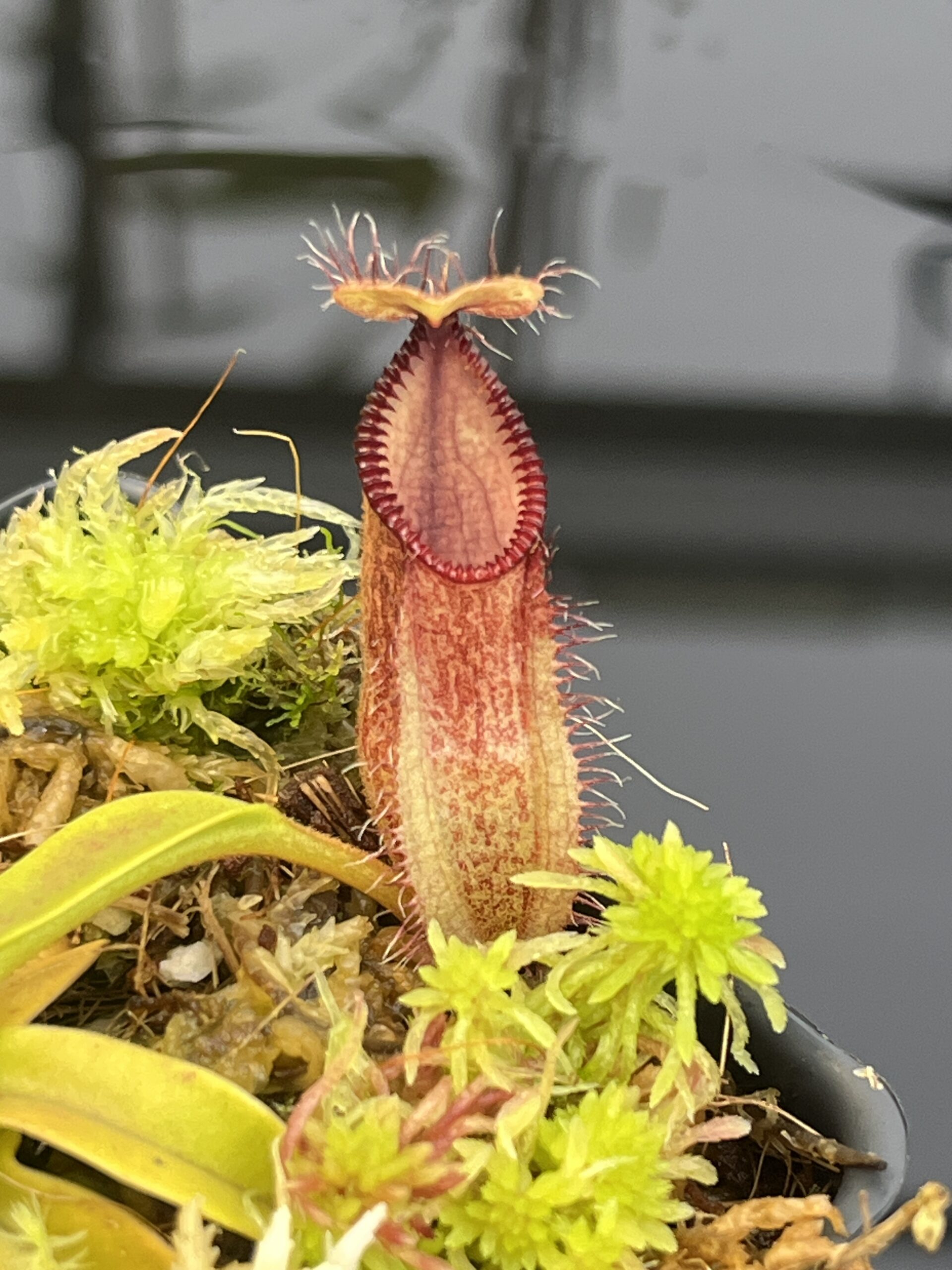 Close Up of Nepenthes hamata (Gunung Lumut, Sulawesi) | Andreas Wistuba | AW-04 | H26758