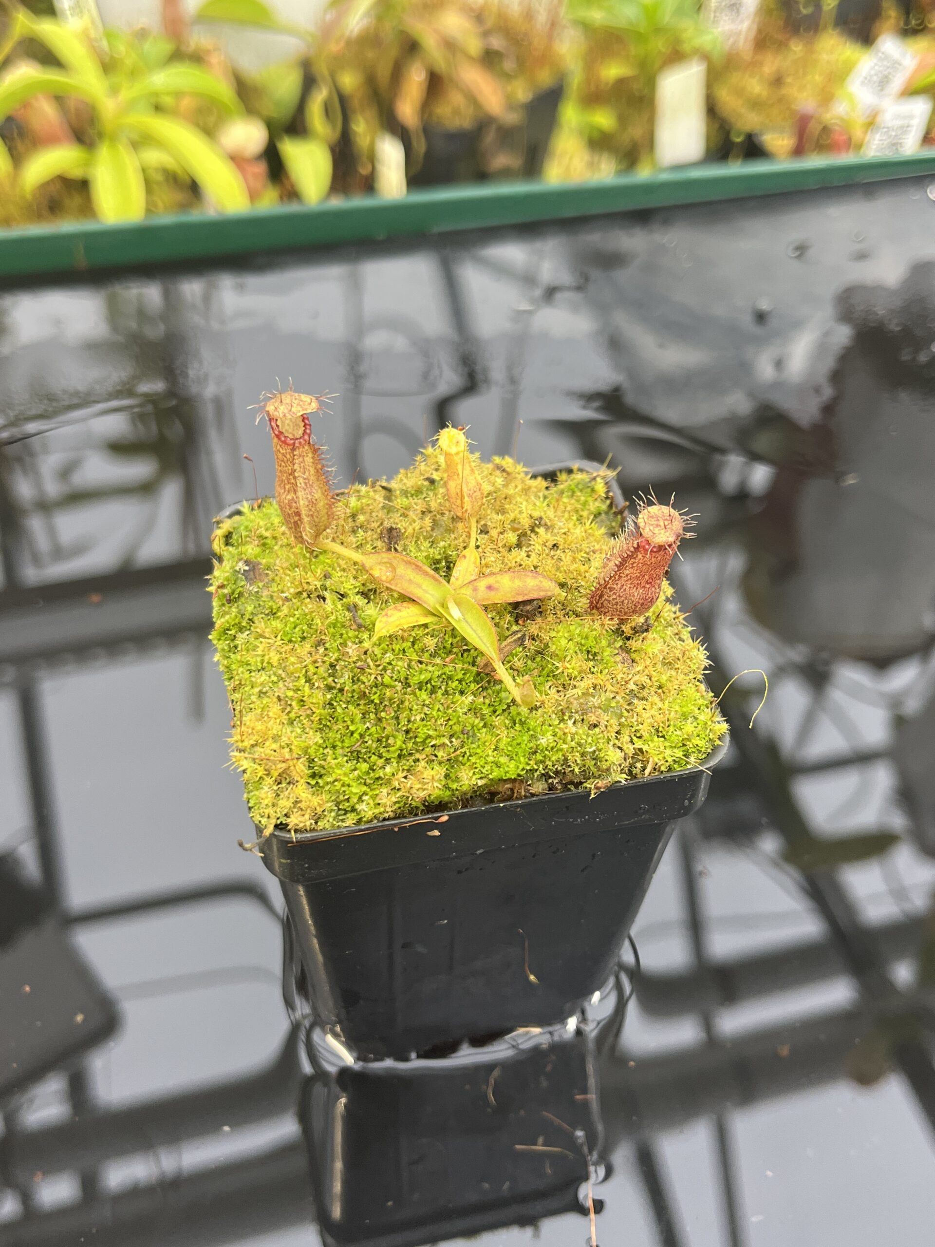 Close Up of Nepenthes hamata Katopasa | Clone 2 | Jeremiah Harris | JH-337.02 | H26771