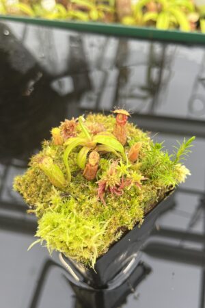 Close Up of Nepenthes hamata (katopasa) x edwardsiana| Clone 4 | Florae Collaborative | FC-266.04 | H26770