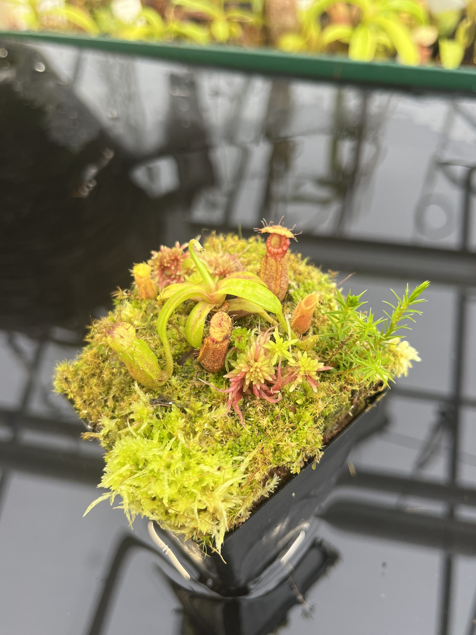 Close Up of Nepenthes hamata (katopasa) x edwardsiana| Clone 4 | Florae Collaborative | FC-266.04 | H26770