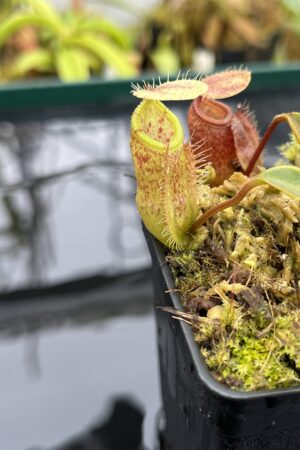 Close Up of Nepenthes hamata x attenboroughii | Borneo Exotics | BE-4636 | H26512
