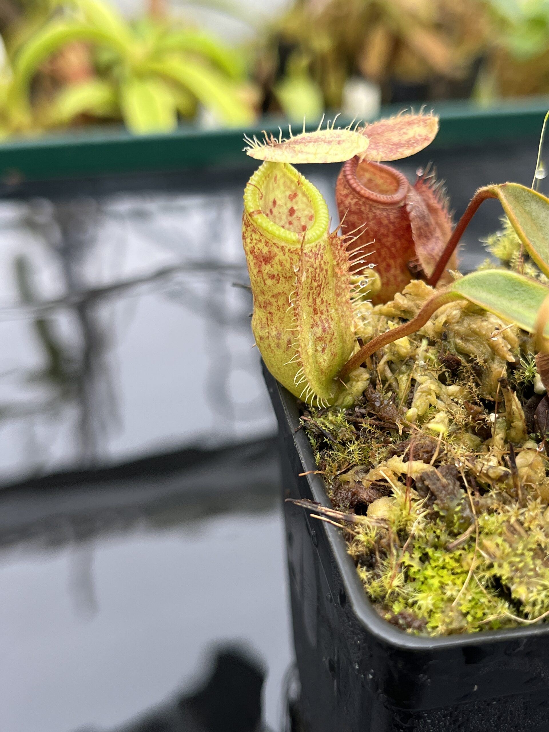 Close Up of Nepenthes hamata x attenboroughii | Borneo Exotics | BE-4636 | H26512
