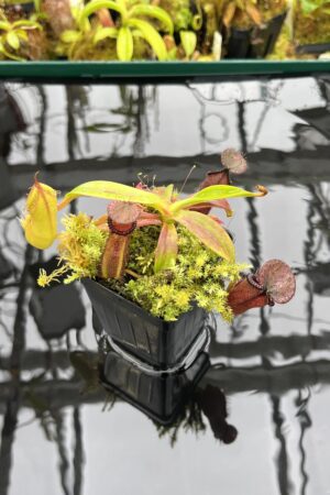 Close Up of Nepenthes hamata x edwardsiana | Andreas Wistuba | AW-07 | H26446