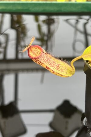 Close Up of Nepenthes hamata x klossii | Borneo Exotics | BE-4562 | IN26404