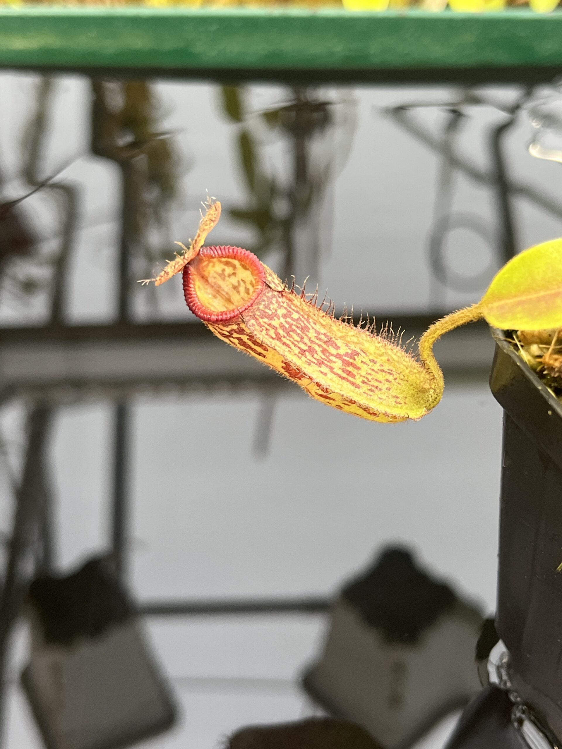 Close Up of Nepenthes hamata x klossii | Borneo Exotics | BE-4562 | IN26404
