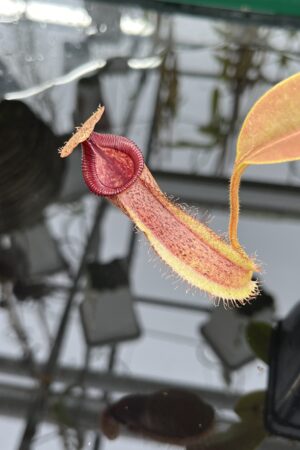 Close Up of Nepenthes hamata x (veitchii x lowii) | Borneo Exotics | BE-4057 | IN26480