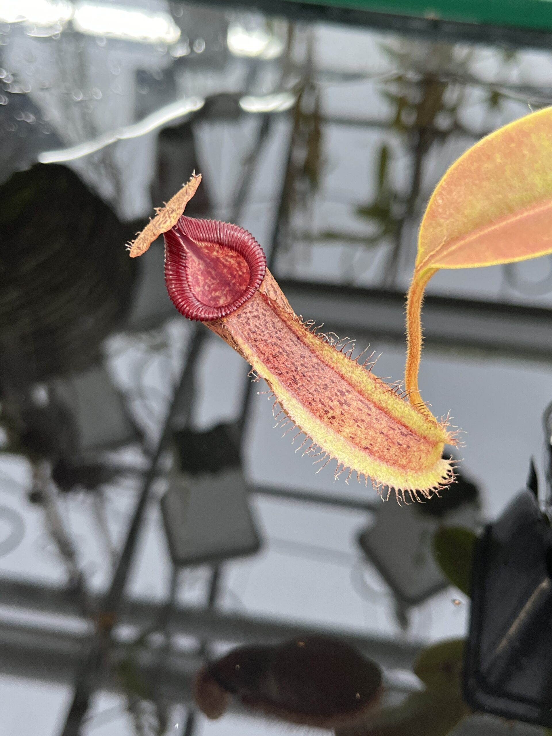 Close Up of Nepenthes hamata x (veitchii x lowii) | Borneo Exotics | BE-4057 | IN26480