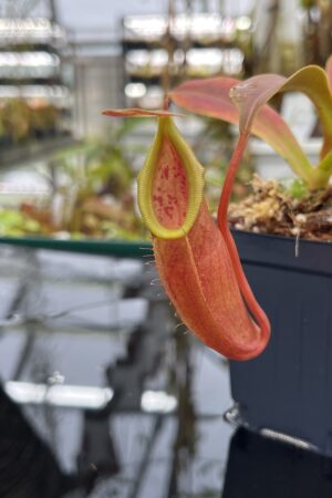 Close Up of Nepenthes inermis x bongso | Borneo Exotics | BE-3897 | H26750