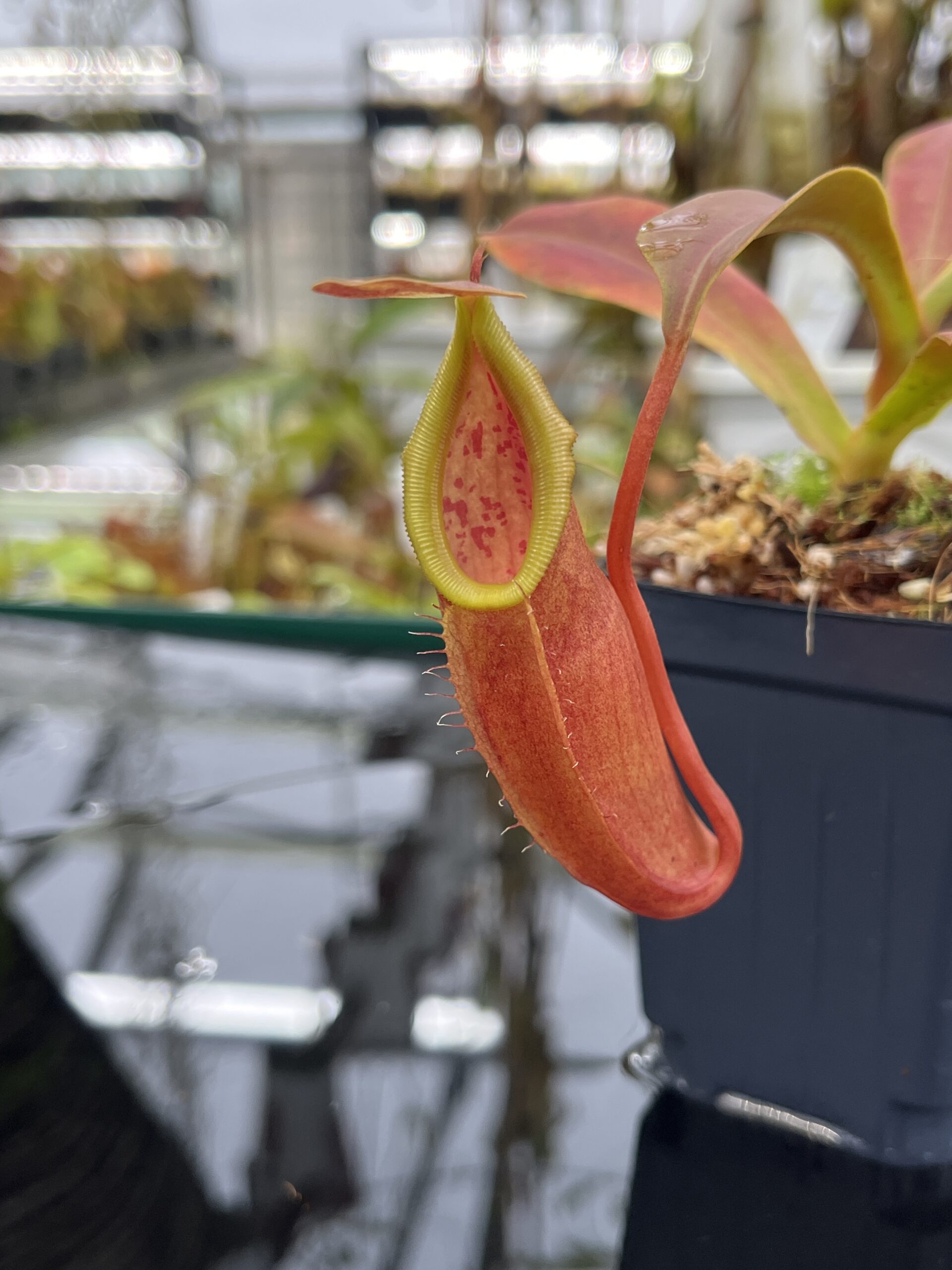 Close Up of Nepenthes inermis x bongso | Borneo Exotics | BE-3897 | H26750