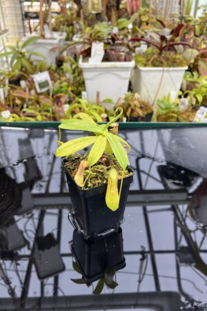 Close Up of Nepenthes insignis | Borneo Exotics | BE-3089 | L26722