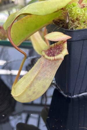 Close Up of Nepenthes insignis (Tayeve) x truncata (red) | Andreas Wistuba | AW-ISC | IN26437