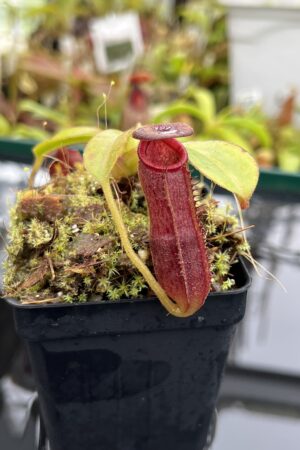 Close Up of Nepenthes klossii x lowii | Borneo Exotics | BE-4634 | H26509