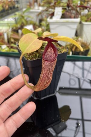 Close Up of Nepenthes klossii x robcantleyi | Borneo Exotics | BE-4690 | H26688