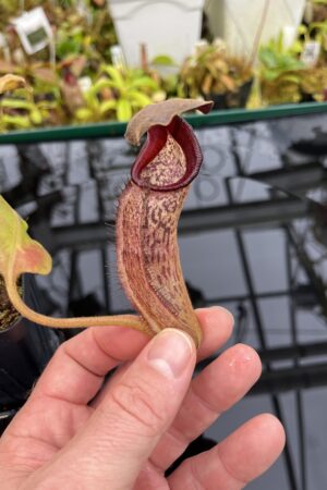 Close Up of Nepenthes klossii x robcantleyi | Borneo Exotics | BE-4690 | H26747