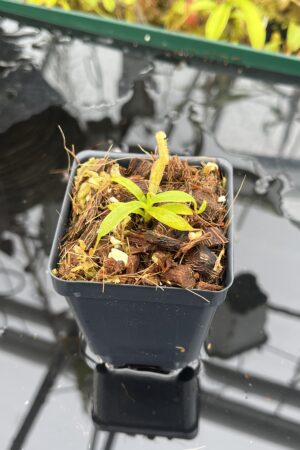 Close Up of Nepenthes leonardoi (horticulturally produced AW x EP) | Clone 9 | Florae Collaborative | FC-319.09 | IN26161
