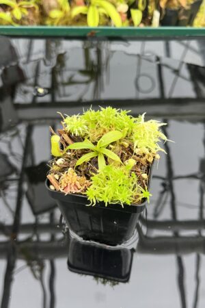 Close Up of Nepenthes leonardoi (horticulturally produced AW x EP) | Clone 9 | Florae Collaborative | FC-319.09 | IN26740