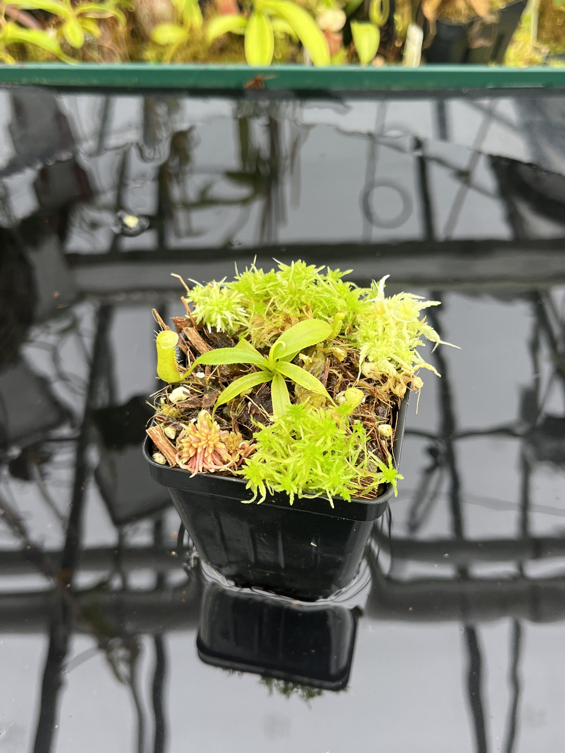 Close Up of Nepenthes leonardoi (horticulturally produced AW x EP) | Clone 9 | Florae Collaborative | FC-319.09 | IN26740