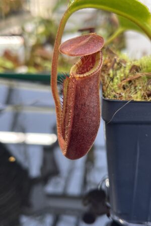 Close Up of Nepenthes (lowii x macrophylla) x robcantleyi | Borneo Exotics | BE-4545 | H26776