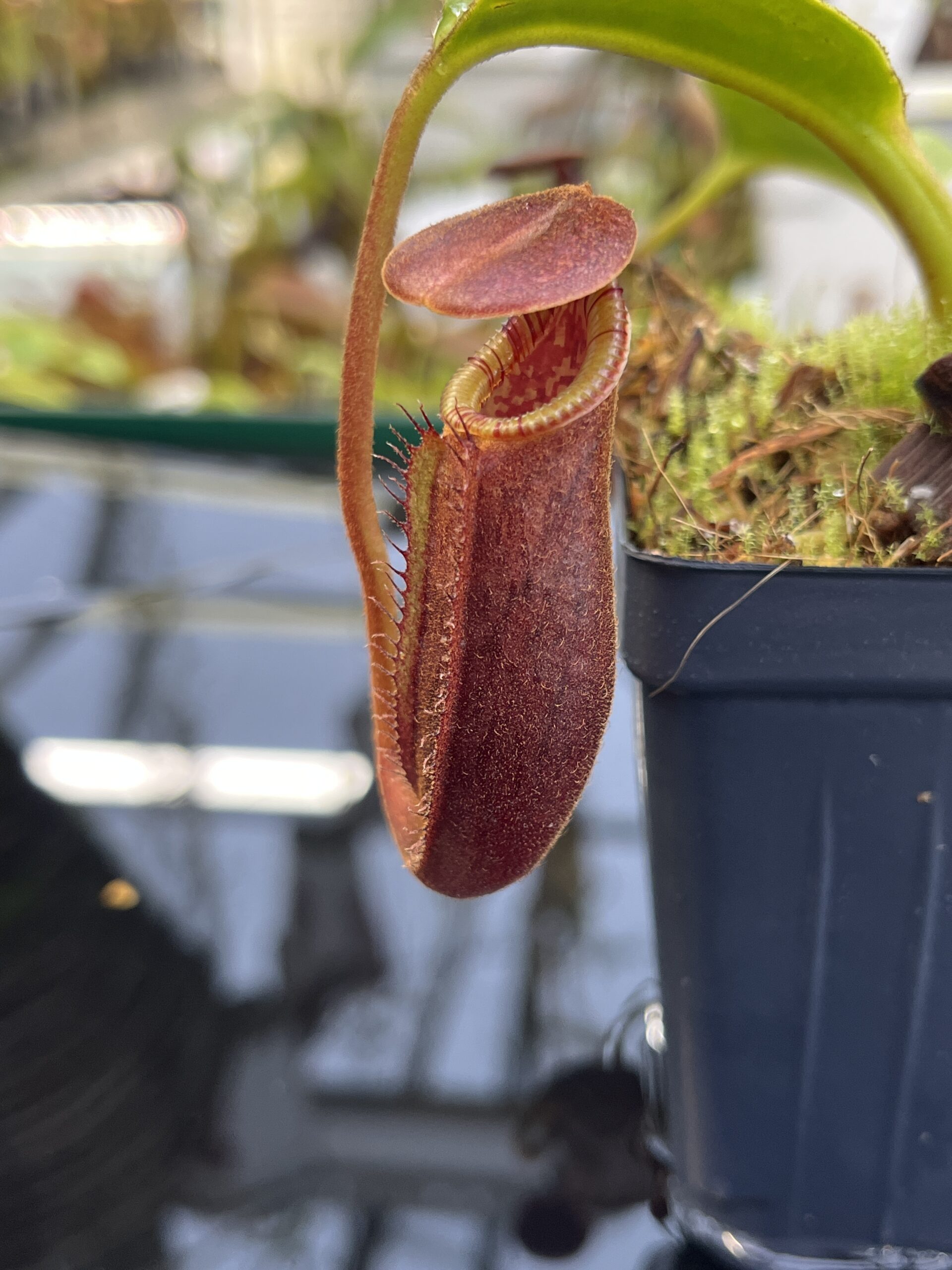 Close Up of Nepenthes (lowii x macrophylla) x robcantleyi | Borneo Exotics | BE-4545 | H26776