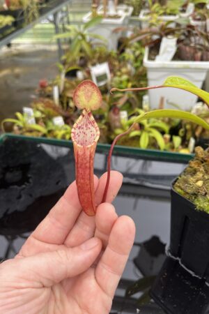 Close Up of Nepenthes lowii x tentaculata | Borneo Exotics | BE-3970 | H26686