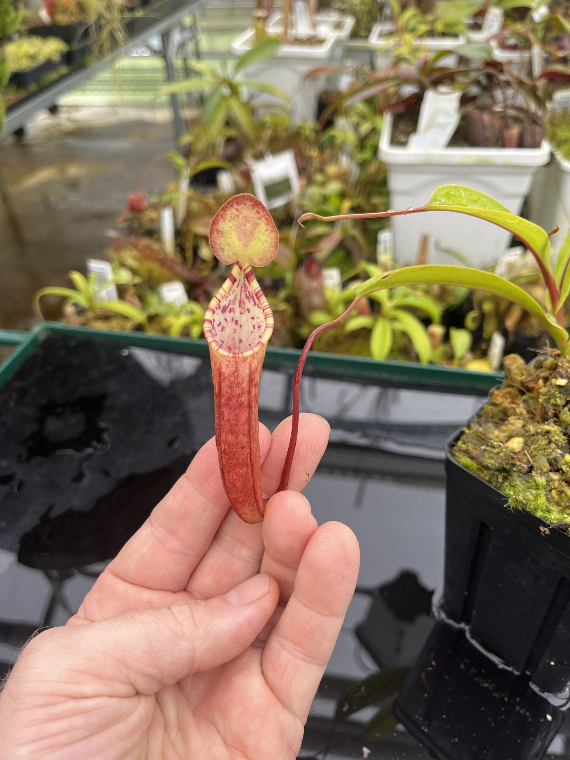 Close Up of Nepenthes lowii x tentaculata | Borneo Exotics | BE-3970 | H26686