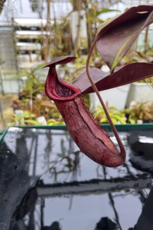 Close Up of Nepenthes (lowii x truncata squat) x peltata | Randomly selected from various clones (RSC) | Andreas Wistuba | AW-Nx_(lowXtrunc)Xpelt.1 | IN26704