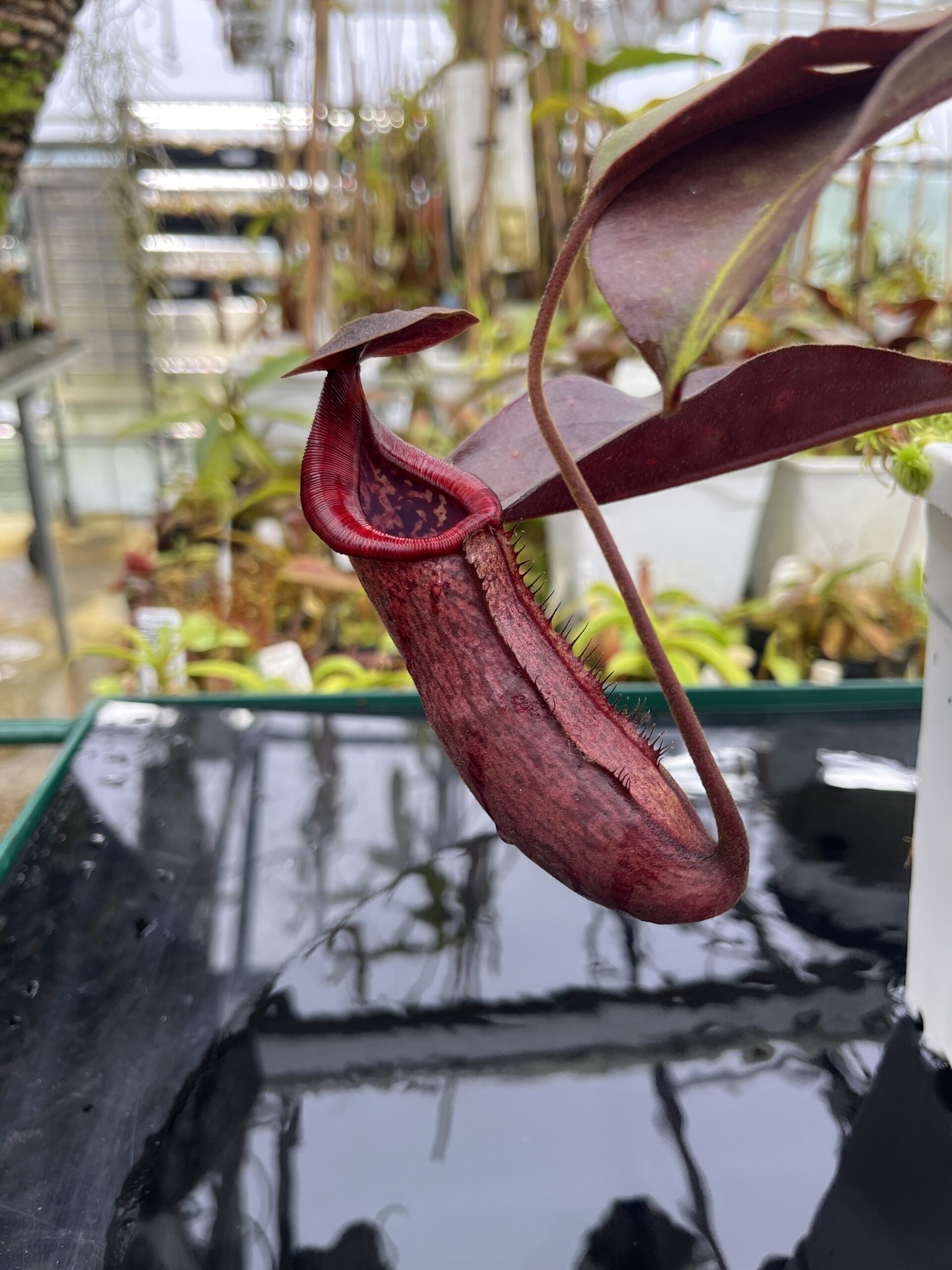 Close Up of Nepenthes (lowii x truncata squat) x peltata | Randomly selected from various clones (RSC) | Andreas Wistuba | AW-Nx_(lowXtrunc)Xpelt.1 | IN26704
