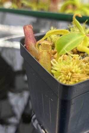 Close Up of Nepenthes (lowii x truncata) x ephippiata (Gunung Rajah) | Andreas Wistuba | AW-ISC | IN26775