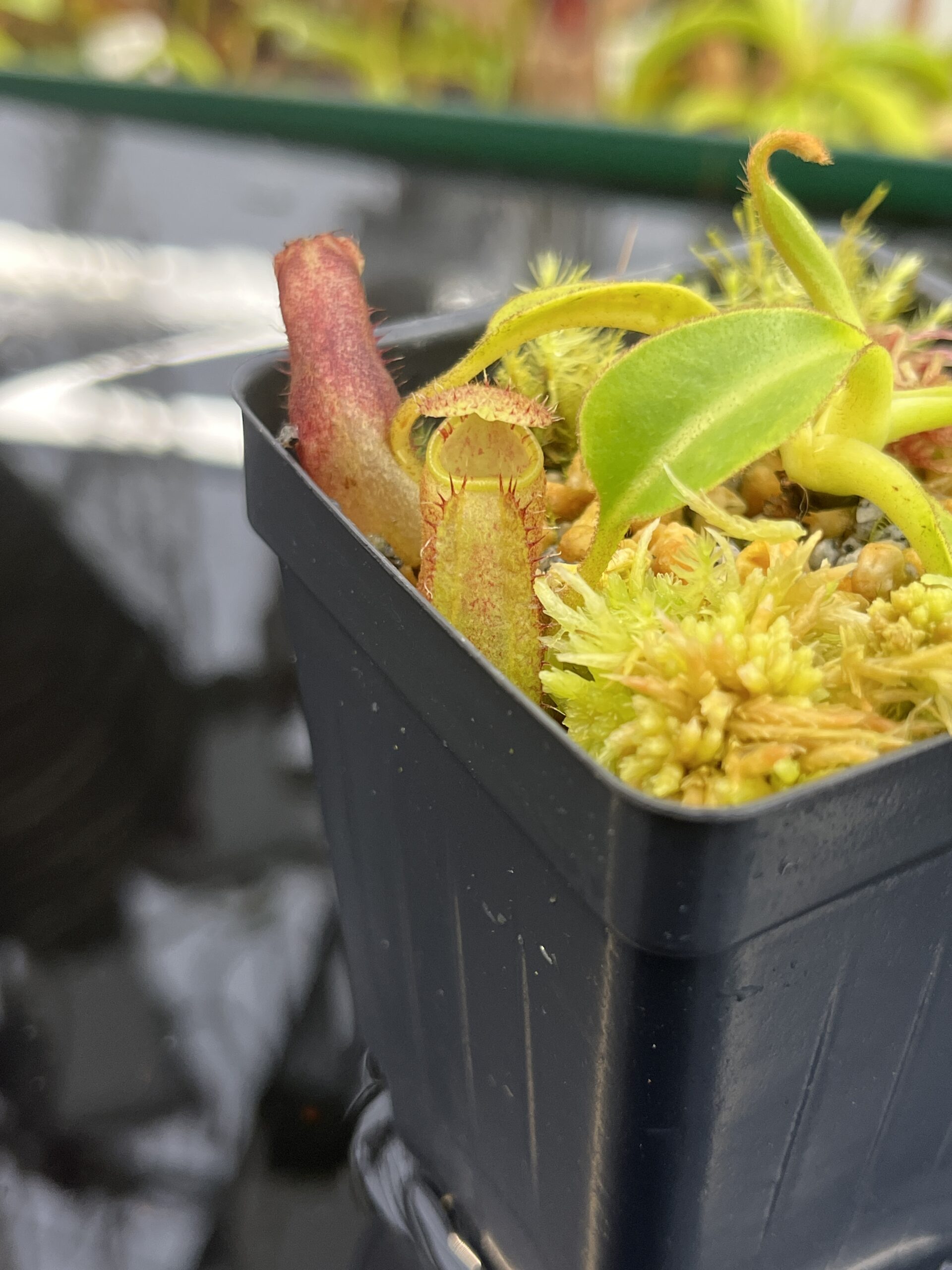 Close Up of Nepenthes (lowii x truncata) x ephippiata (Gunung Rajah) | Andreas Wistuba | AW-ISC | IN26775