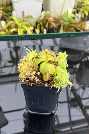 Close Up of Nepenthes (lowii x truncata) x macrophylla | Andreas Wistuba | AW-ISC | H26745